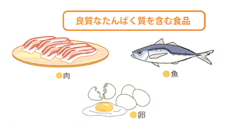 良質なたんぱく質を摂取する - 高円寺すずきクリニック